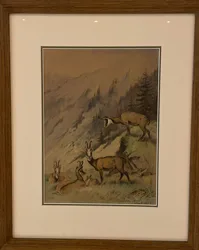 Aquarelle, chamois